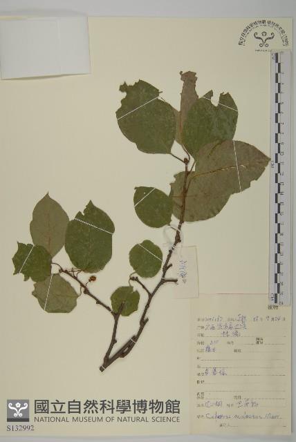 過山楓藏品圖，第1張