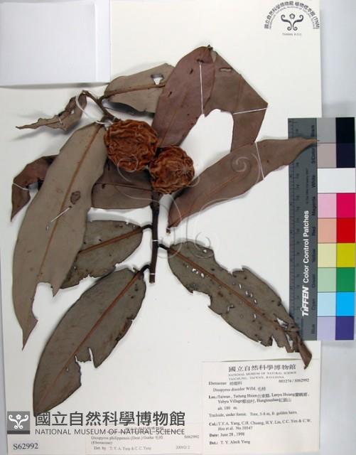 毛柿藏品圖，第1張