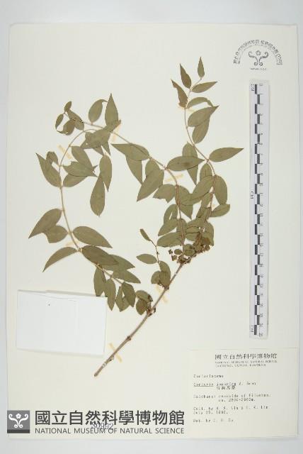 臺灣馬桑藏品圖，第1張