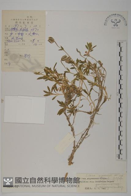 寬葉變黑繩子草藏品圖，第1張