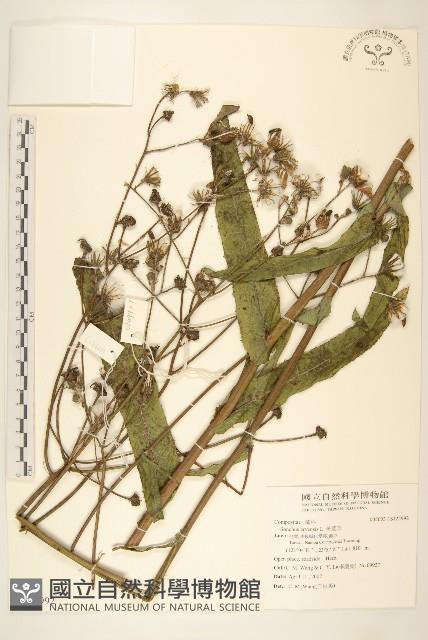 苦苣菜藏品圖，第1張