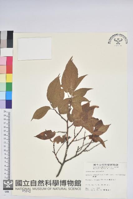 南燭藏品圖，第1張