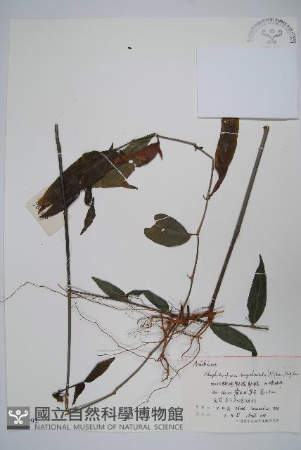 針子草藏品圖，第1張