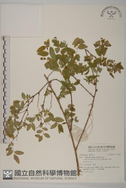 登錄號:S135992藏品圖，第1張