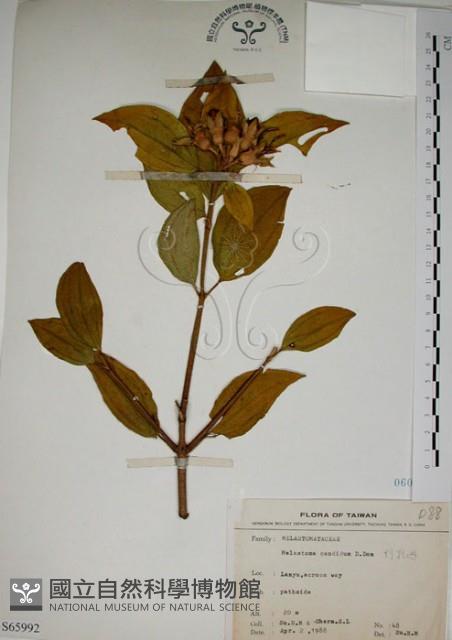 基尖葉野牡丹、蘭嶼野牡丹藏品圖，第1張