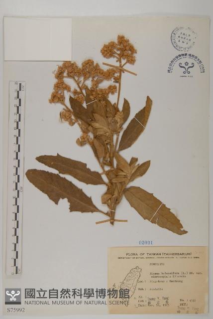 艾納香藏品圖，第1張