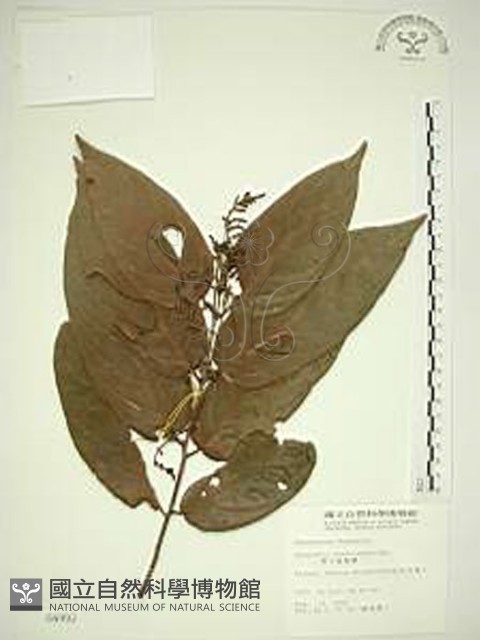 巒大雀梅藤藏品圖，第1張