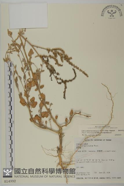 變葉藜藏品圖，第1張