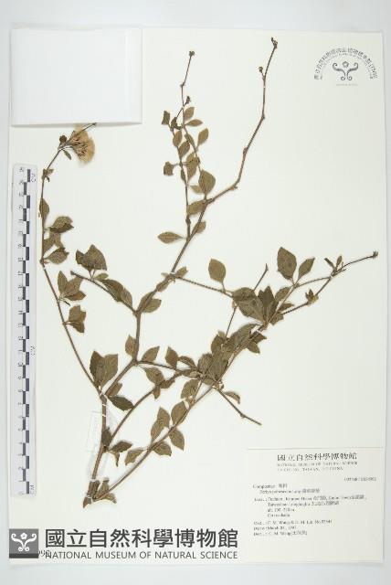 腺葉帚菊藏品圖，第1張