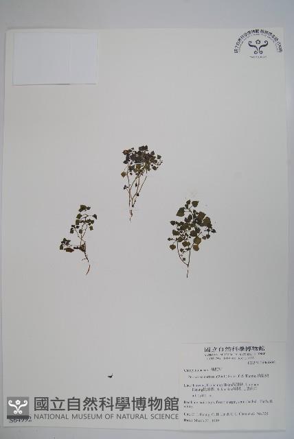 山桔梗藏品圖，第1張