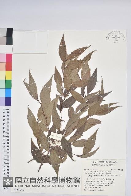 巒大越橘藏品圖，第1張