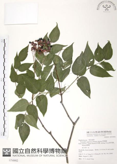 野鴉椿藏品圖，第1張