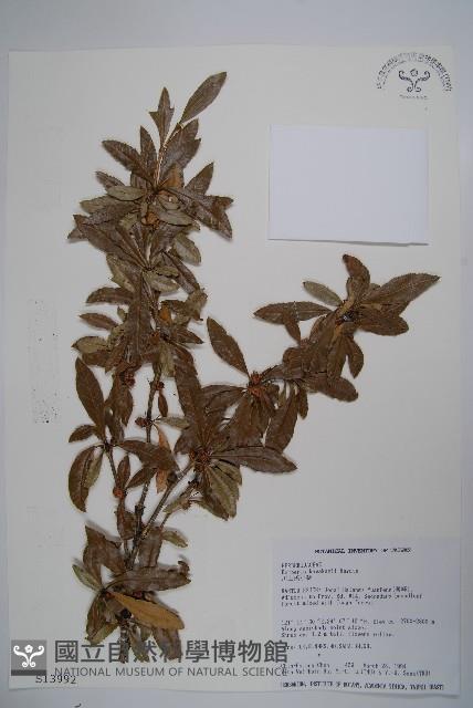 臺灣小蘗藏品圖，第1張