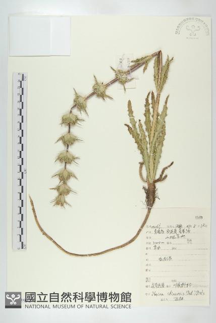 圓萼刺續斷藏品圖，第1張