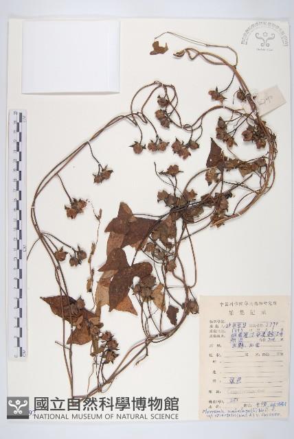 繖花菜欒藤藏品圖，第1張