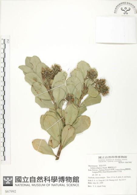 蘭嶼樹杞、蘭嶼紫金牛藏品圖，第1張