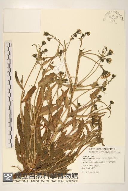 高山毛蓮菜藏品圖，第1張