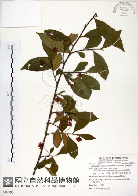 台灣楊桐藏品圖，第1張