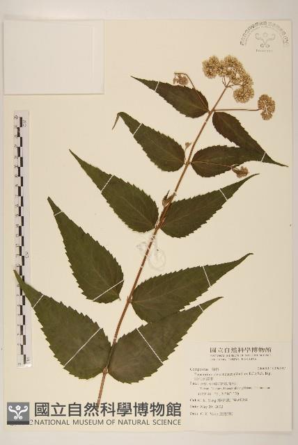 田代氏澤蘭藏品圖，第1張