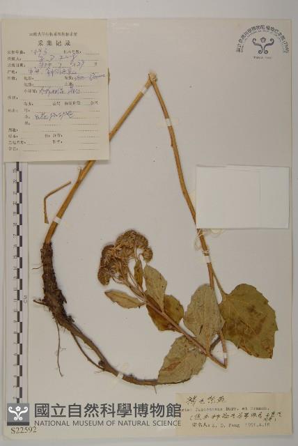 褐毛紫菀藏品圖，第1張