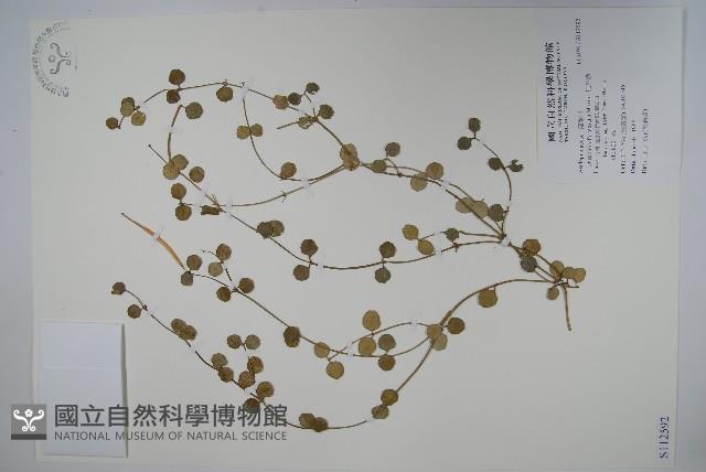 風不動藏品圖，第1張