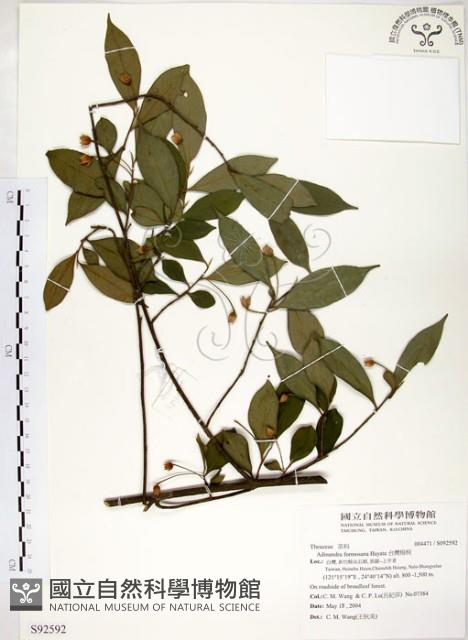 台灣楊桐藏品圖，第1張