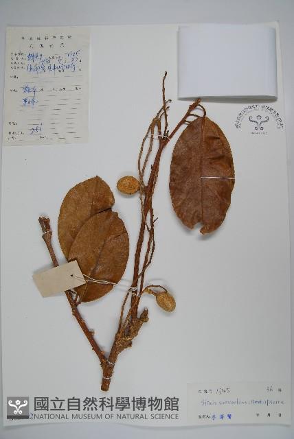 六萼藤藏品圖，第1張