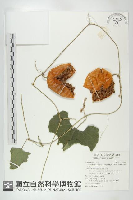 王瓜藏品圖，第1張