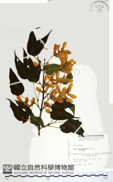 尖葉槭藏品圖，第1張