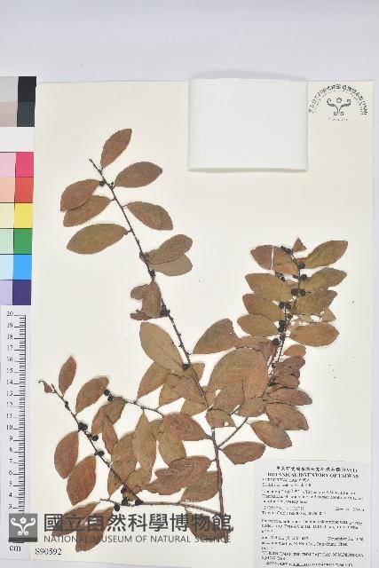 土密樹藏品圖，第1張