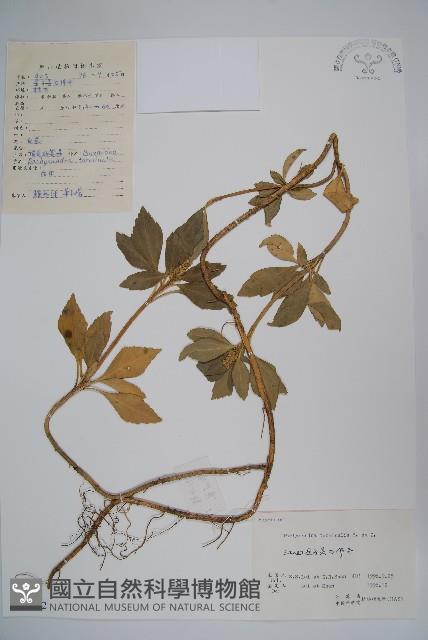 頂蕊三角咪藏品圖，第1張