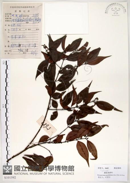 十子木、加入舅藏品圖，第1張