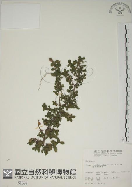 越橘葉蔓榕藏品圖，第1張