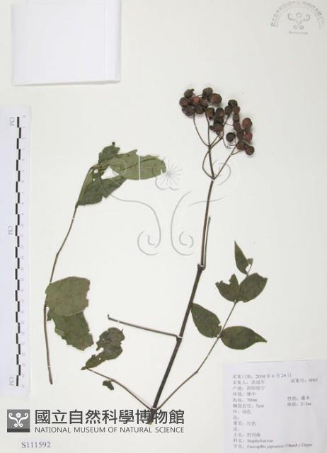 灰色木藍藏品圖，第1張