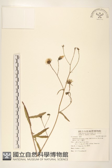 玉山毛蓮菜藏品圖，第1張