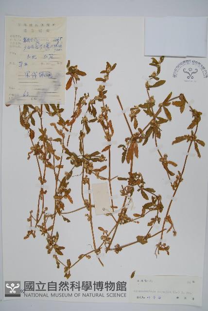 蓮子草藏品圖，第1張