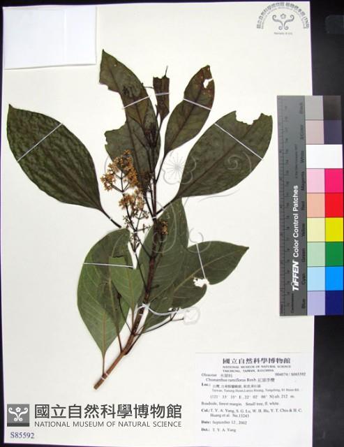 紅頭李欖藏品圖，第1張