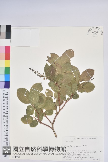 側花木藜蘆藏品圖，第1張