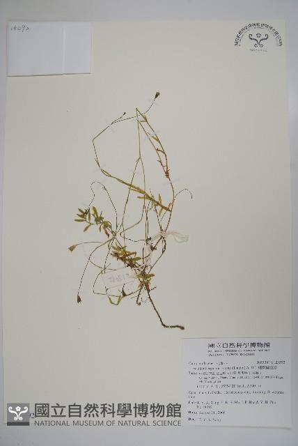 細葉蘭花參藏品圖，第1張