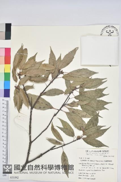 青剛櫟、鐵椆藏品圖，第1張