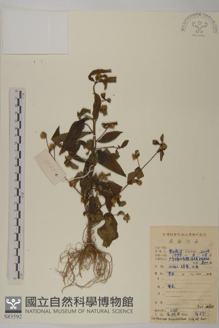 煙管草藏品圖，第1張