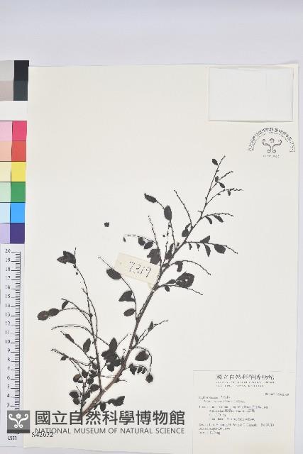 登錄號:S042632藏品圖，第1張