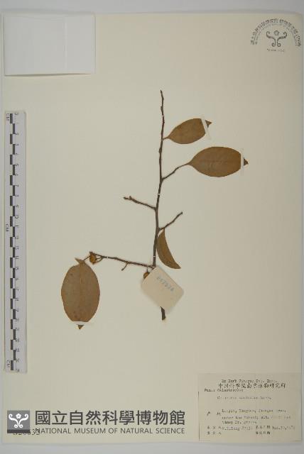 過山楓藏品圖，第1張