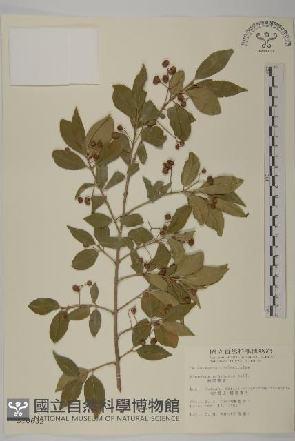 刺果衛矛藏品圖，第1張