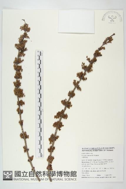 臺灣馬桑藏品圖，第1張