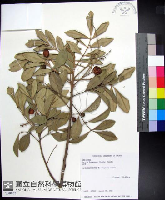 紅柴藏品圖，第1張