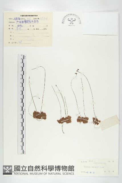 金錢草、錦地羅藏品圖，第1張