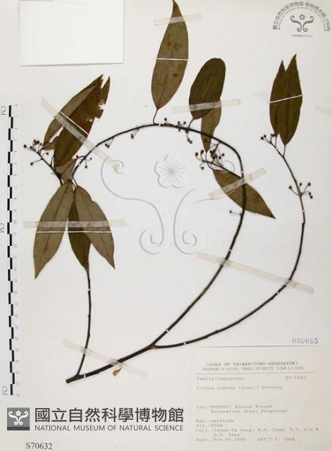 山胡椒藏品圖，第1張