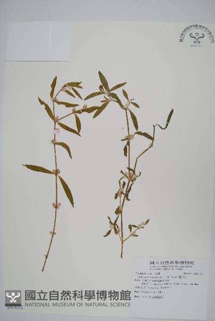 蓮子草藏品圖，第1張