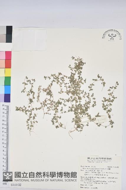 匐根大戟藏品圖，第1張